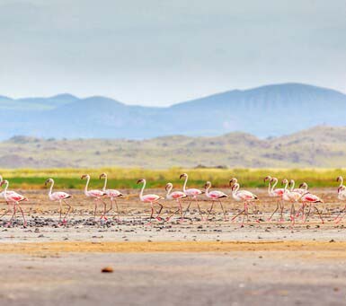 Luxury Tanzania Safari in Lake Manyara National Park